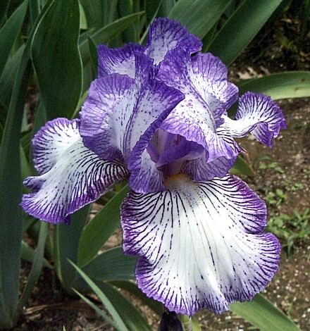 iris