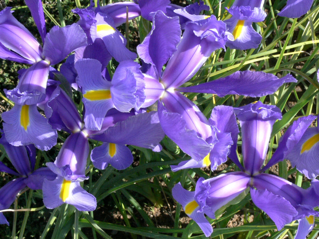 irises
