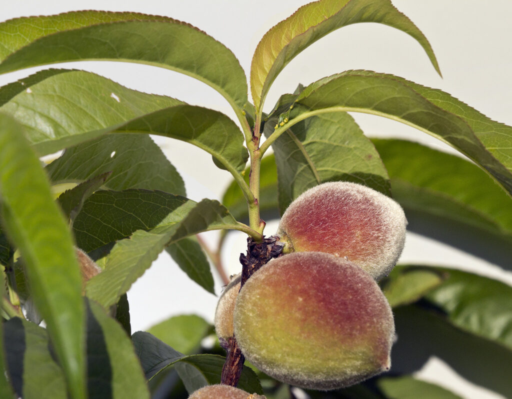 fuzzy peaches