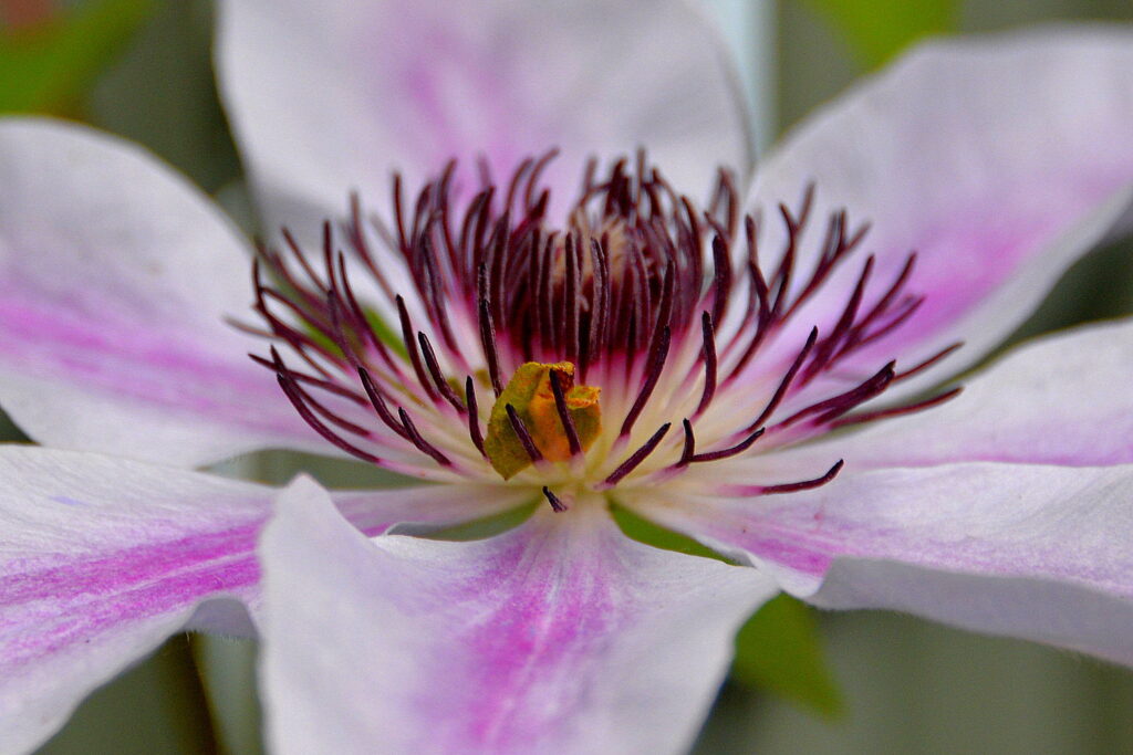 clematis