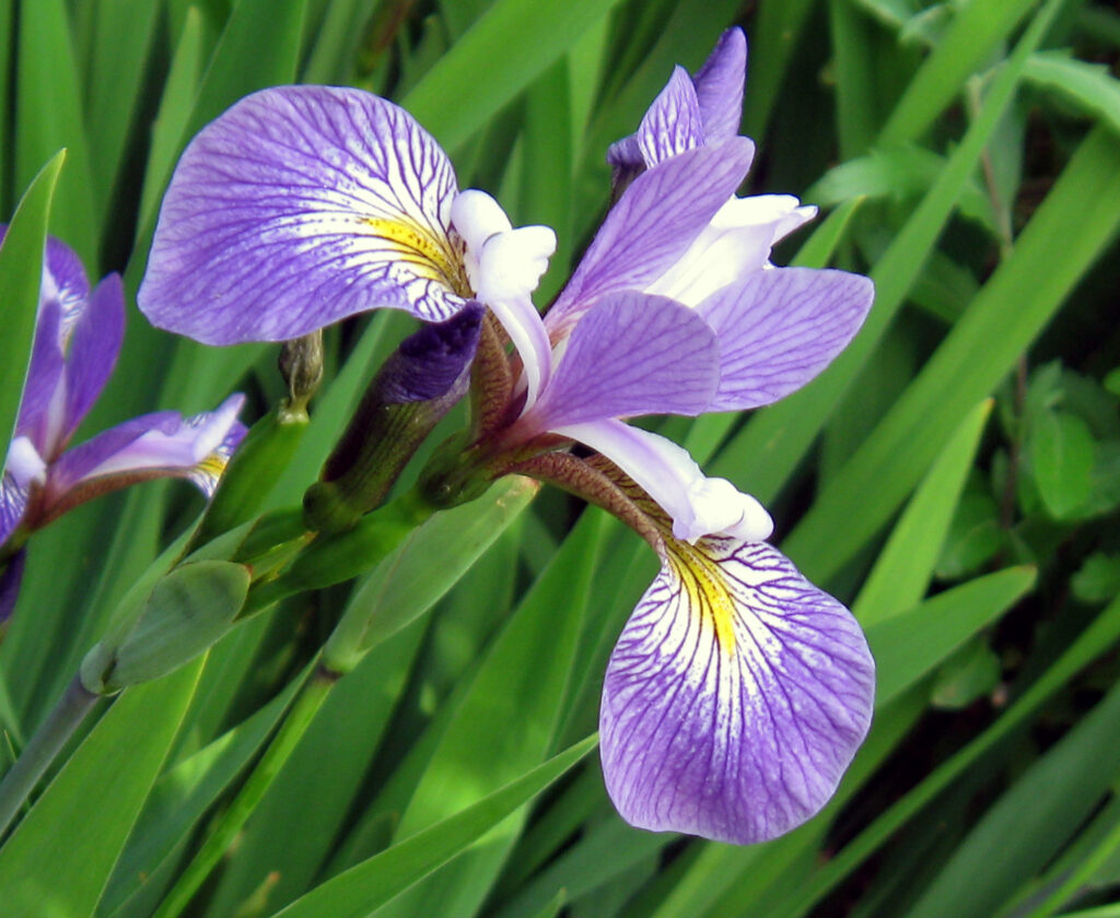 iris