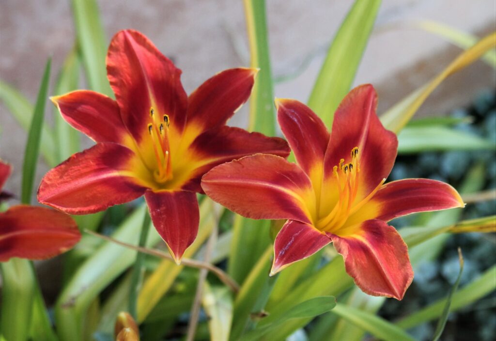 red daylilies