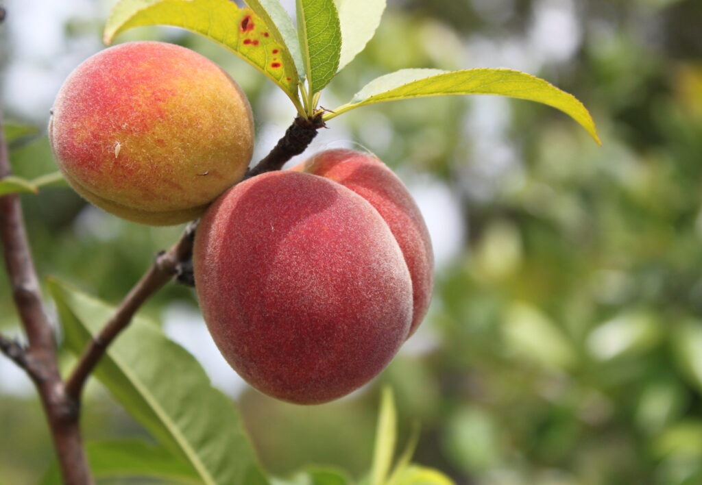 Sunning peaches