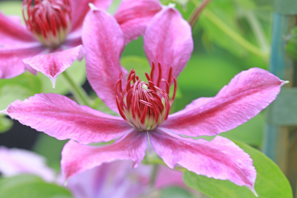 pink clematis