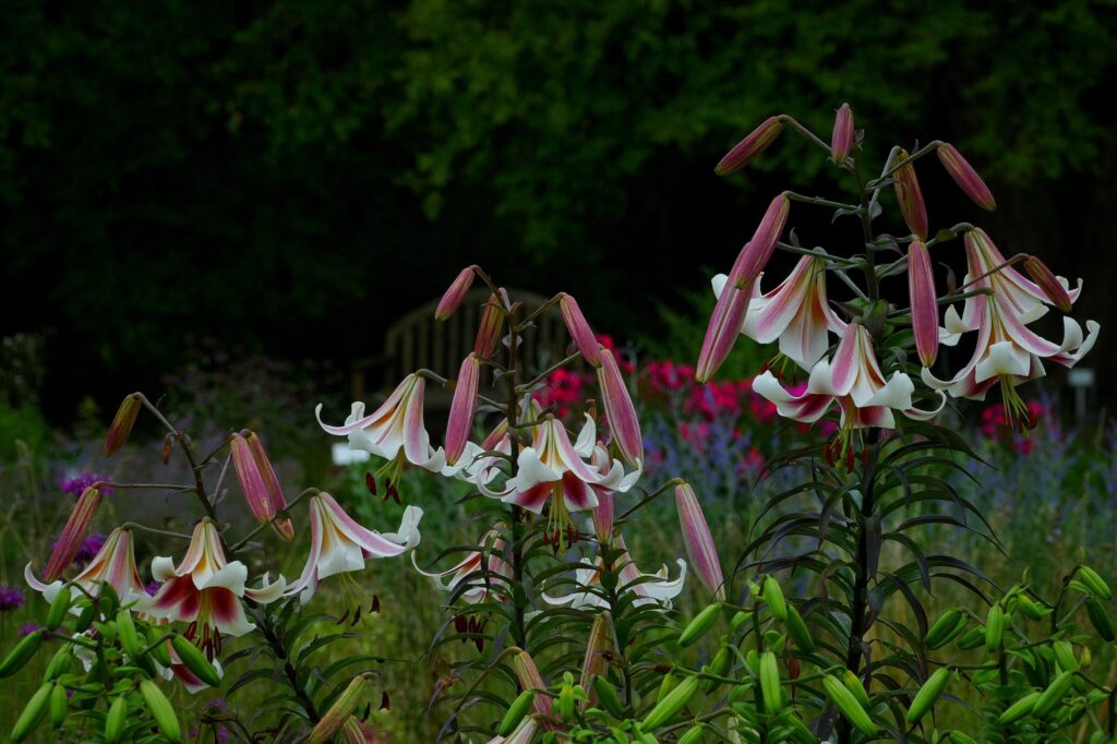 daylilies