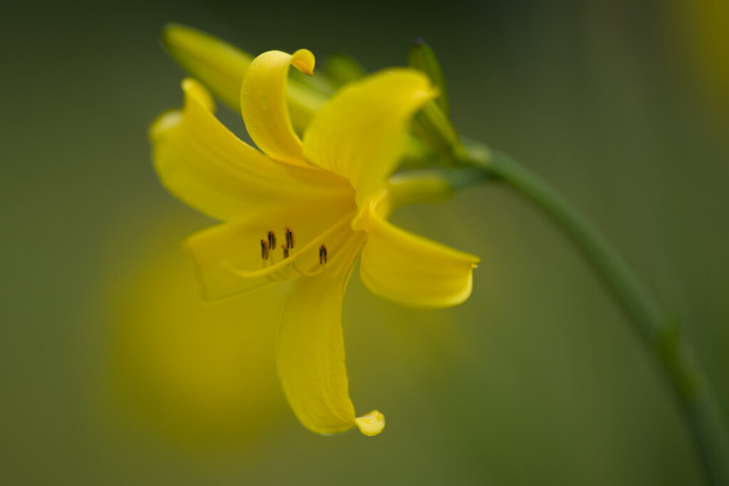 Yellow daylily