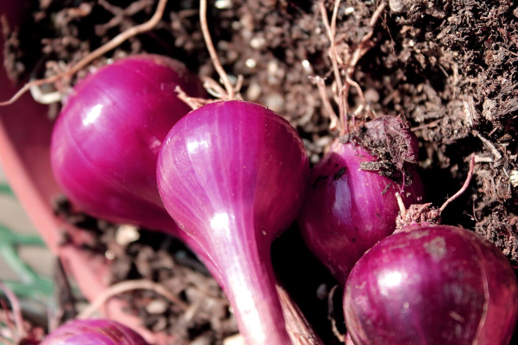 Red onions
