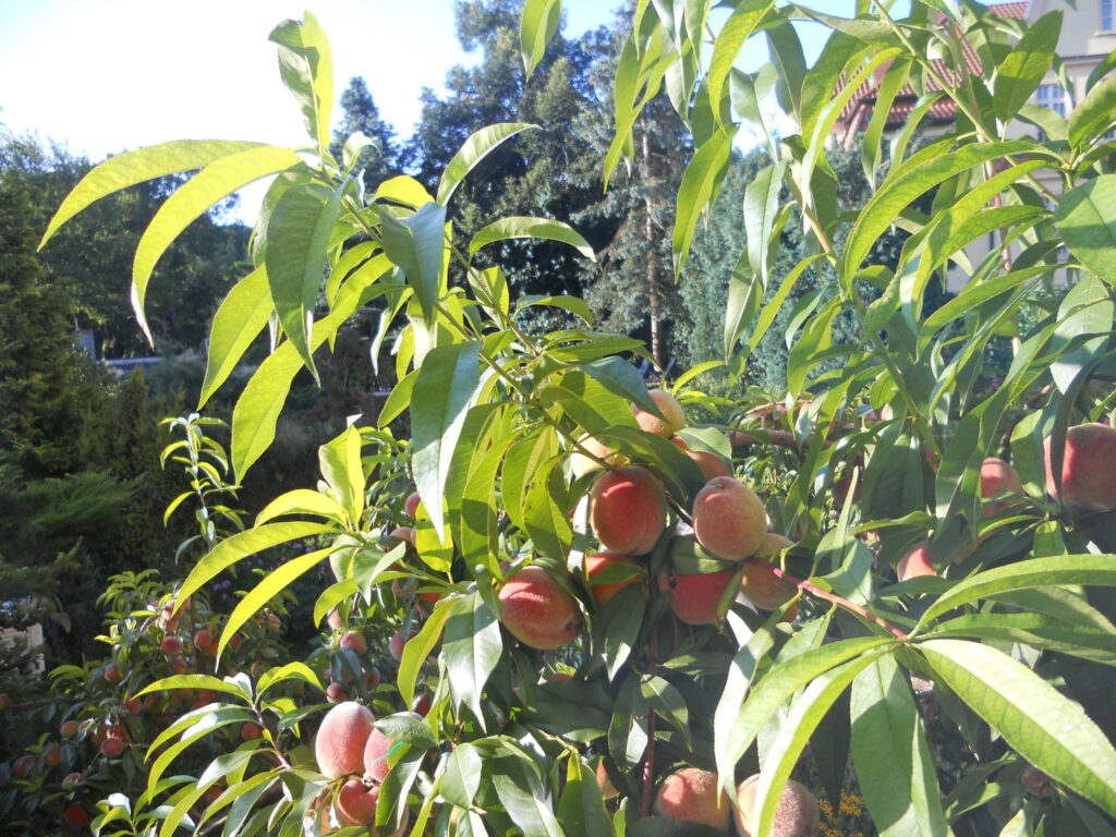 Peaches