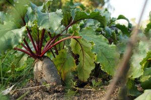 Beets in a garden