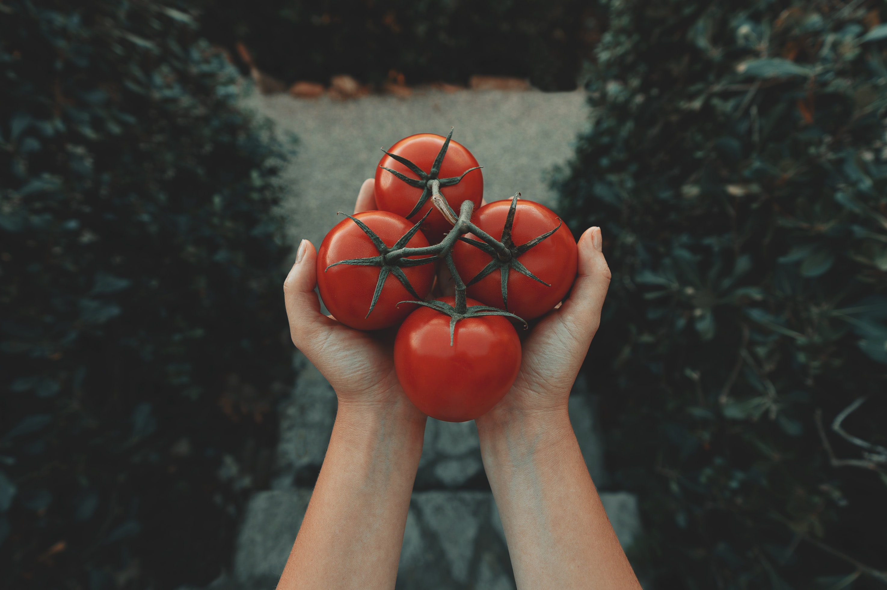 female gardener holding red tomatoes on a vine