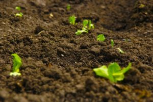 Soil with plants popping up