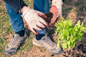 Gardener wearing garden gloves