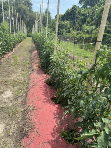 Tomato garden with red plastic