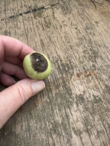 blossom end rot