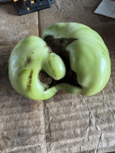 catfacing tomato