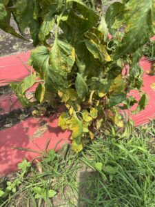 Fungal disease tomatoes