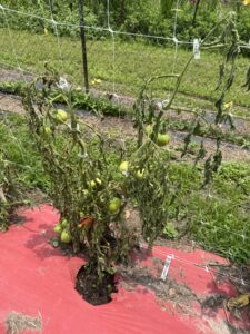 Wilted tomato plant