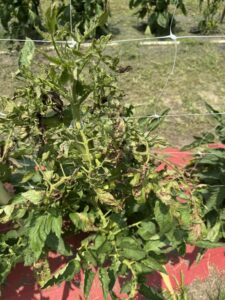 leaf browning tomatoes