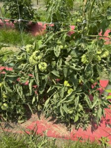 environmental stress tomatoes