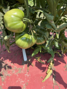 Watermelon tomato