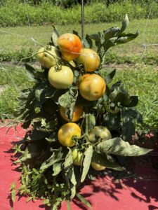 sunscald tomatoes