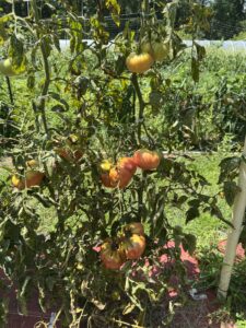 Leaf Spotting tomatoes