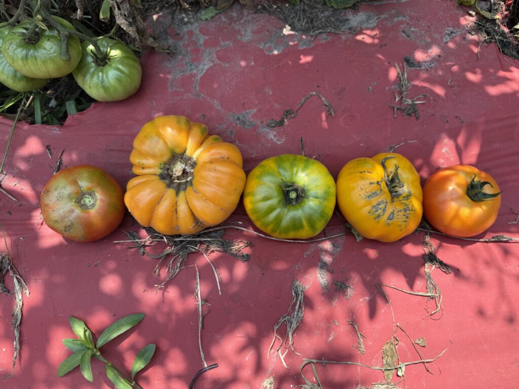 Tomato blog header