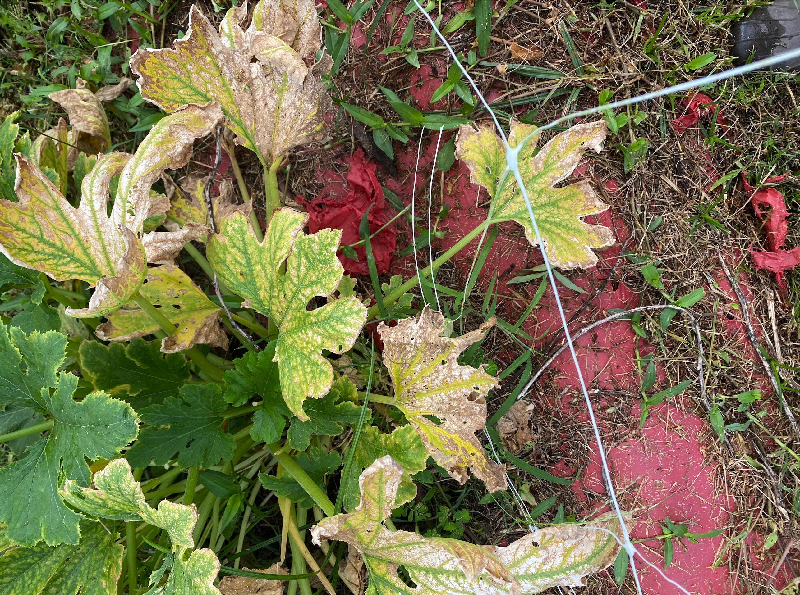 Wilting leaves disease